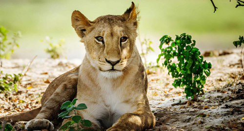 Trenta leoni e tigri salvati: nuova vita dopo lo zoo di Luj�n